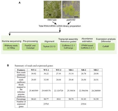 Transcriptome Analysis of ppdnmt2 and Identification of Superoxide Dismutase as a Novel Interactor of DNMT2 in the Moss Physcomitrella patens